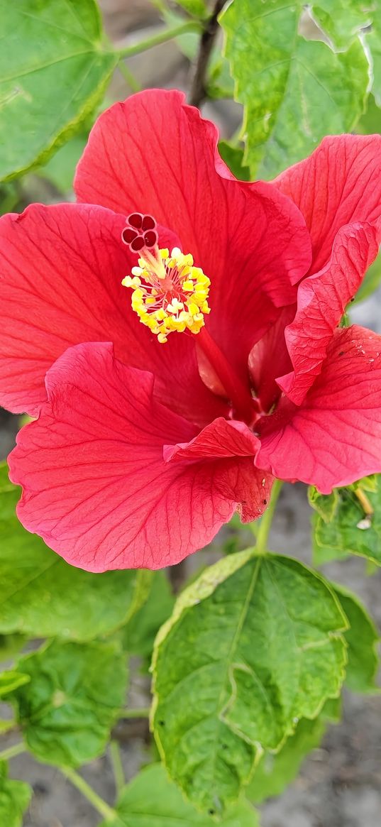 hibiscus, flower, nature, red