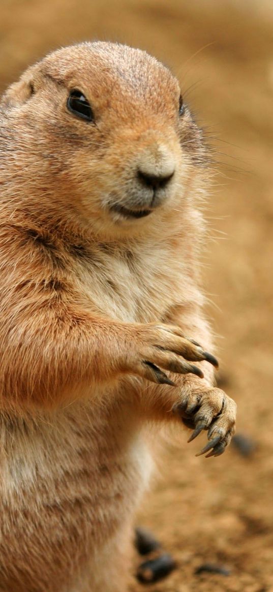 prairie dog, animal, sand, clay, habitat