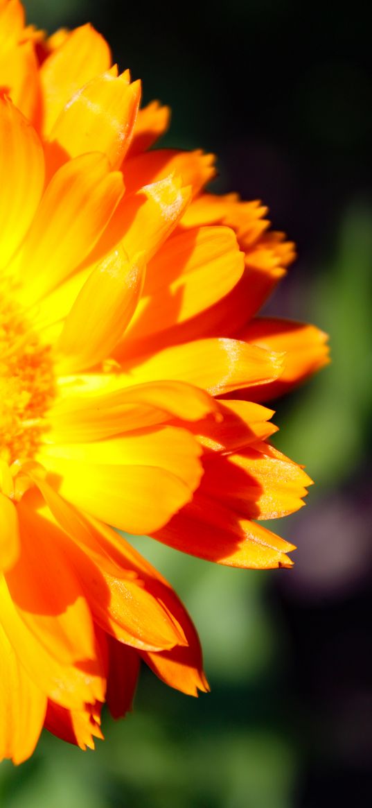 calendula, flower, orange, summer