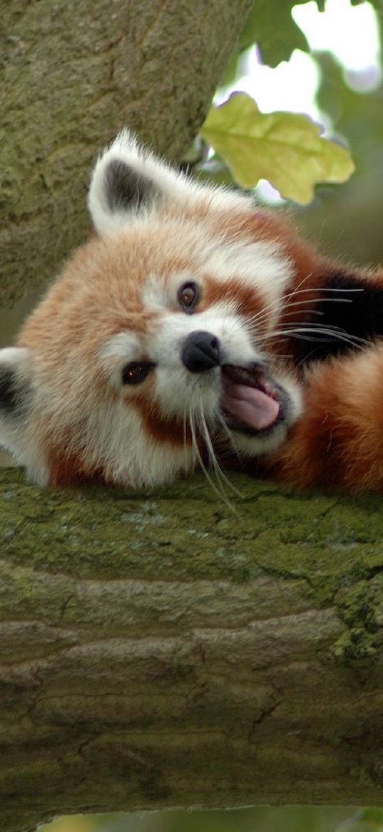 red panda, branch, sleep, yawn