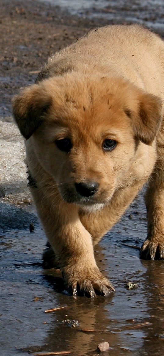 puppy, baby, dirt, spring