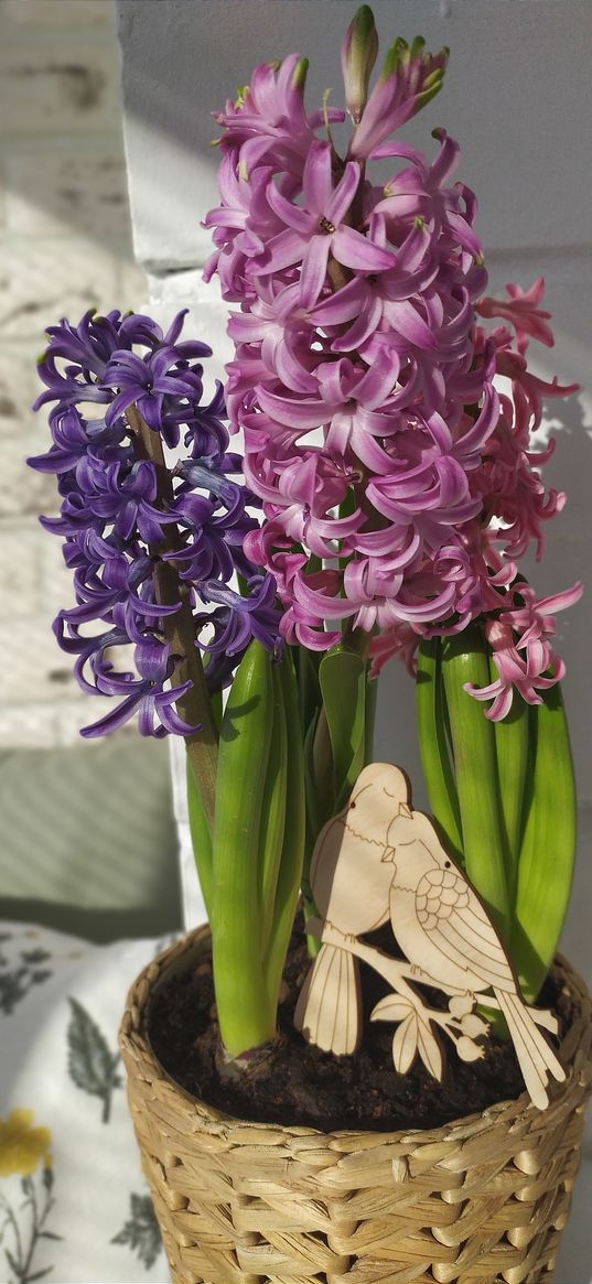 hyacinths, sun, flowers