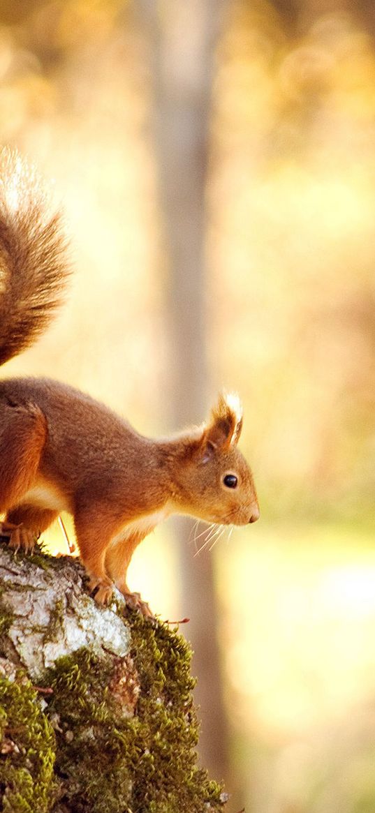 squirrel, tree, jump, red