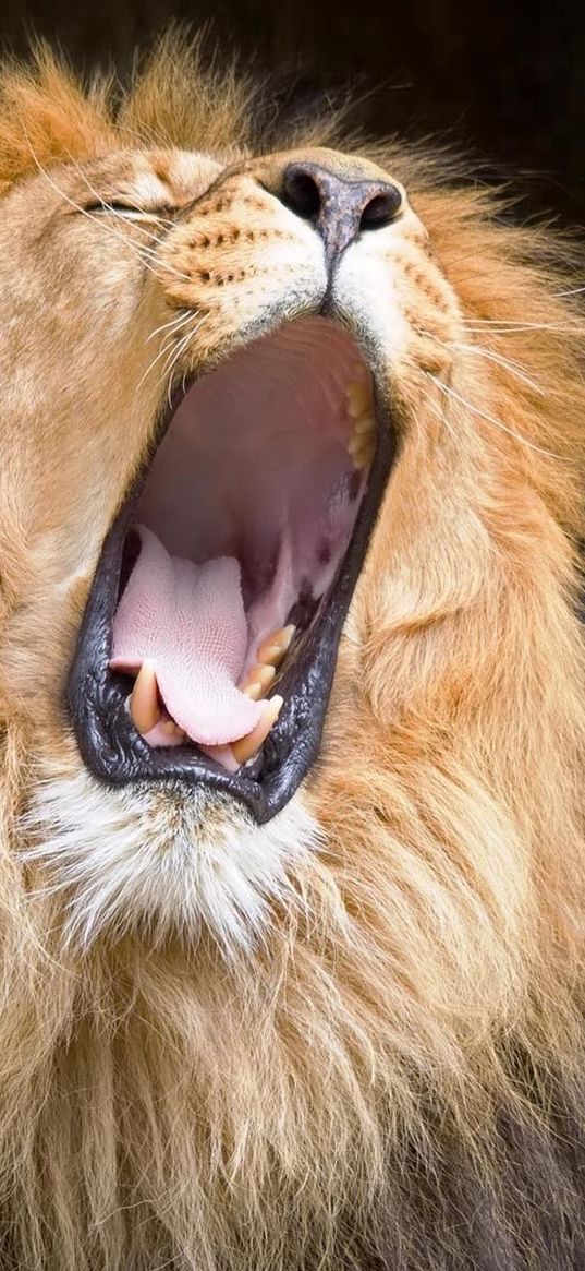 lion, yawn, cry, mane