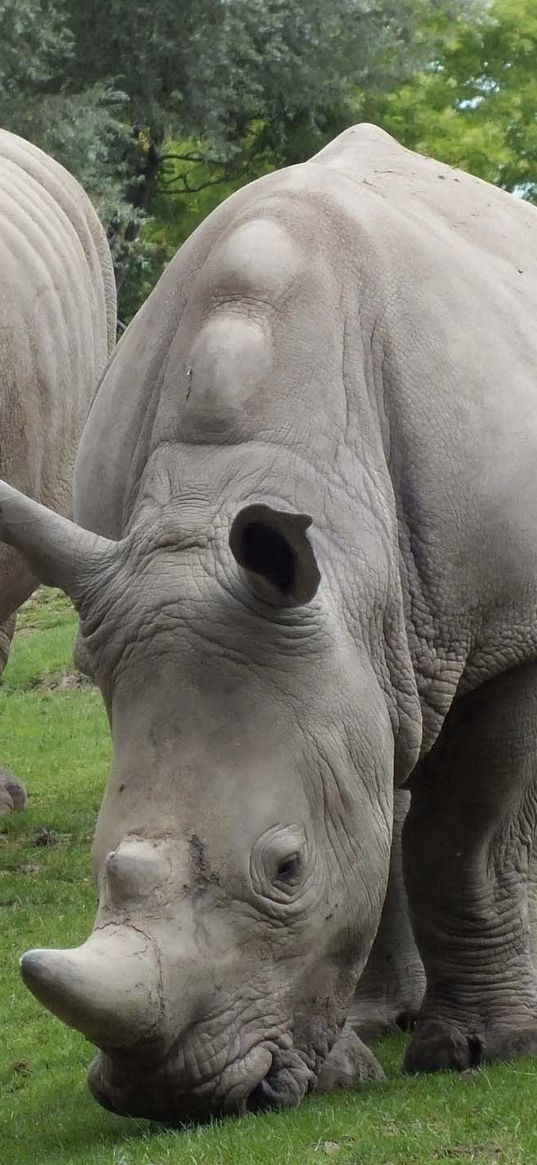 rhinos, steam, grass, food