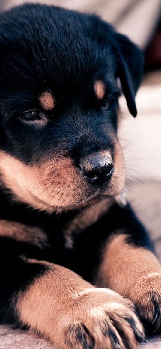 puppy, rottweiler, lie down