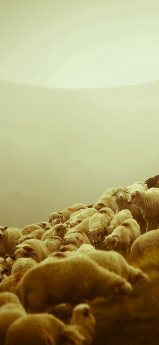 sheep, shepherd, pasture, field, fog