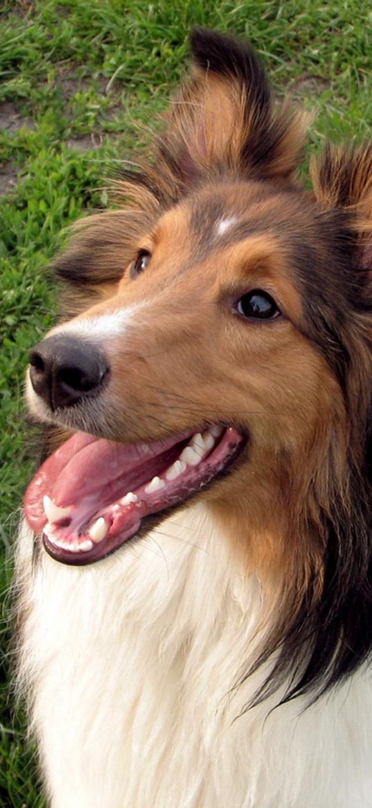 shetland sheepdog, furry, dog, face, tired