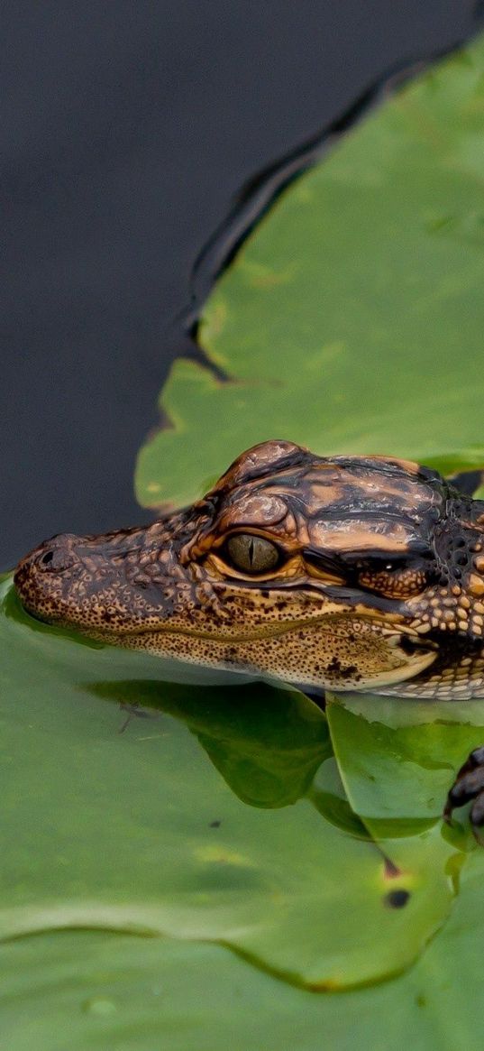 crocodile, cub, leaves, water, self-preservation