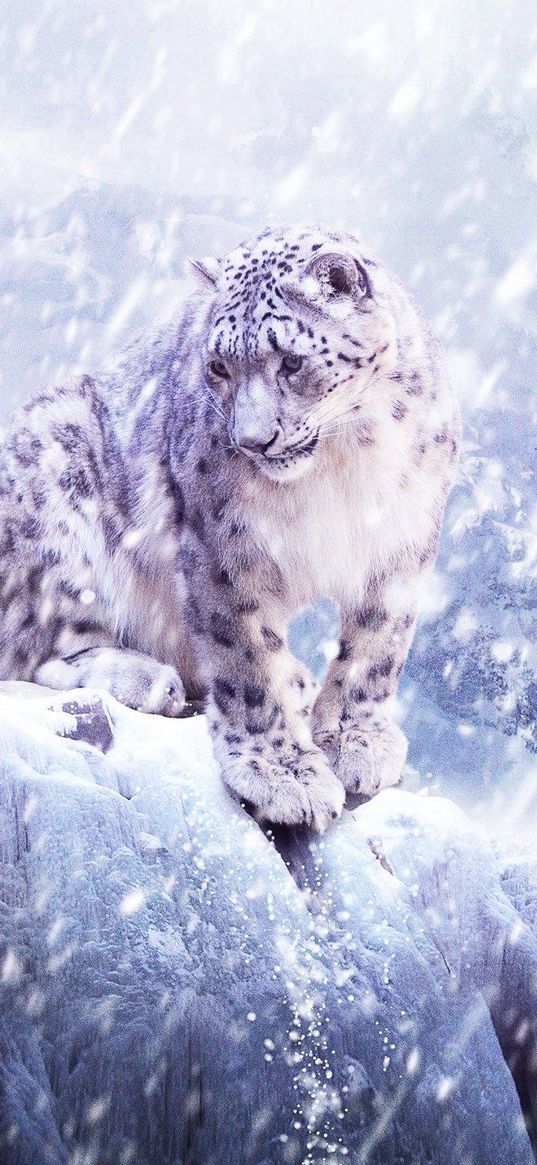 leopard, snow, blizzard, breaking