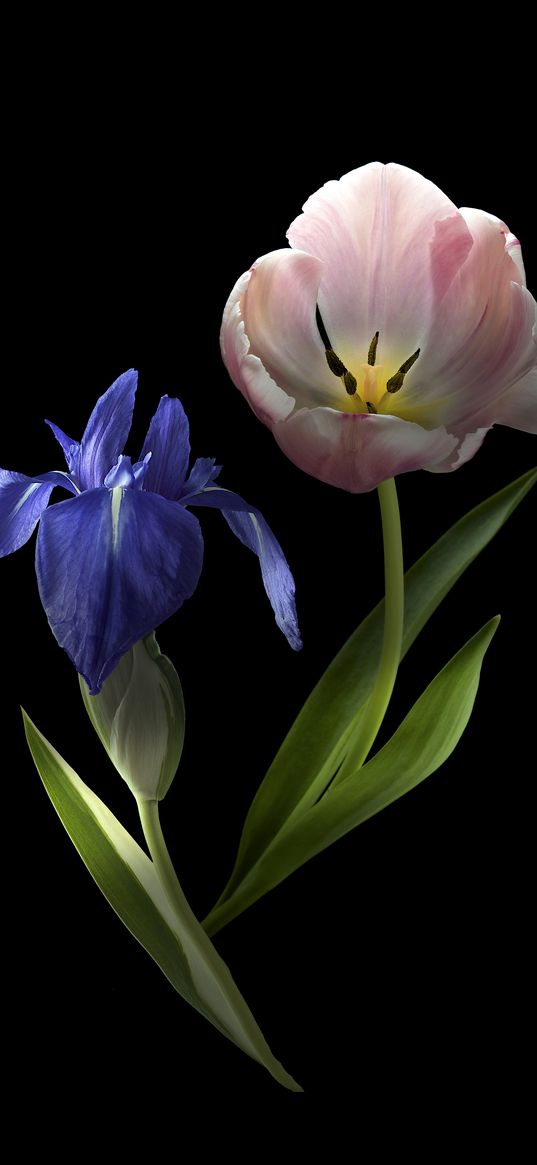 iris, tulip, black background, flowers, plants