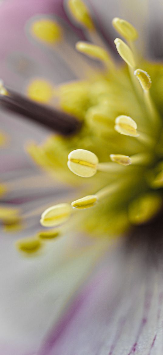 hellebore, stamens, flower, macro