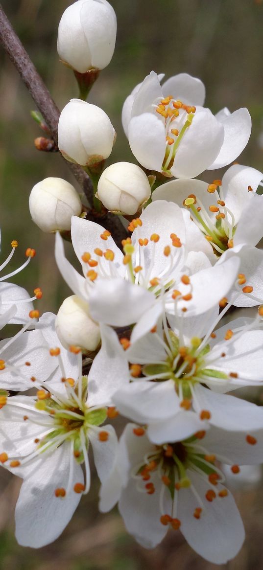 cherry, flowers, petals, stamens, spring, white