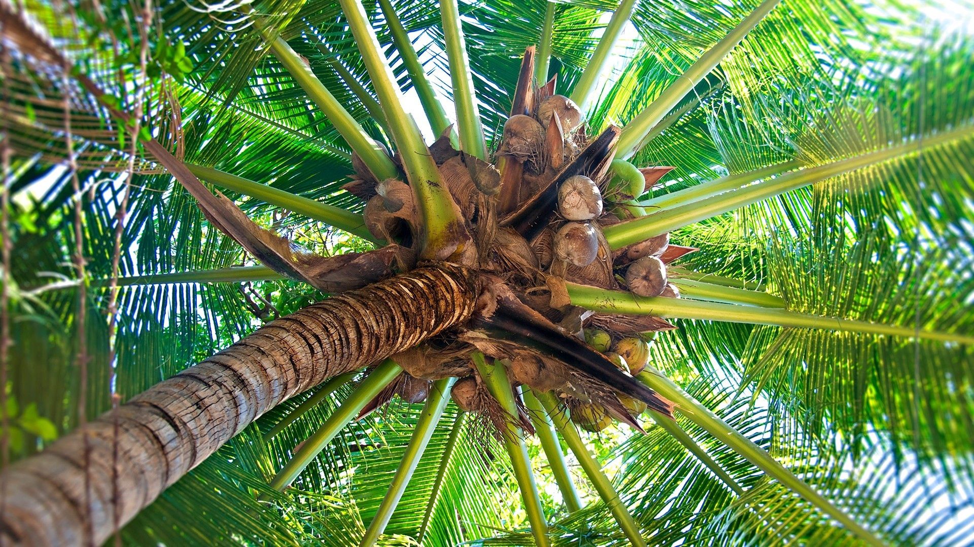 palm tree, trunk, cocoes, fruits, branches, from below