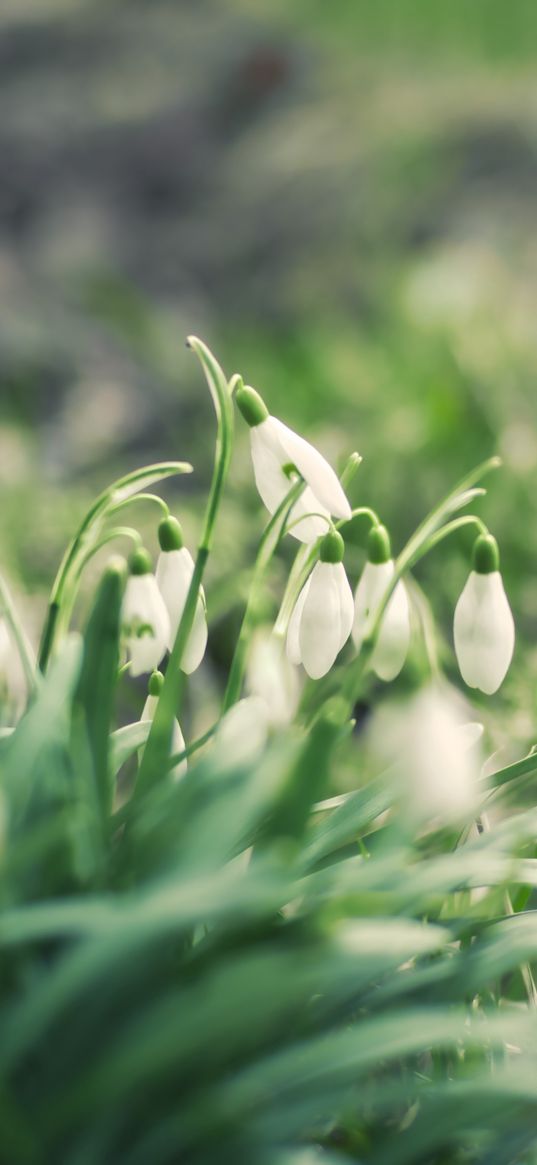 snowdrops, flowers, buds, petals, leaves, spring