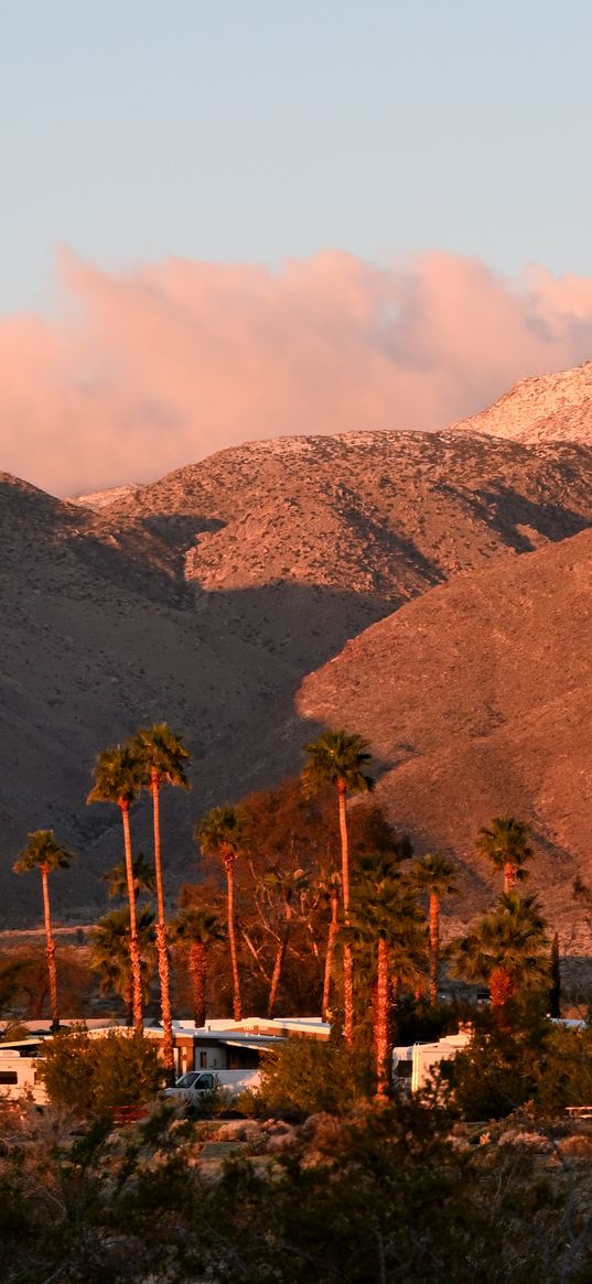 palm trees, hills, desert, oasis, nature