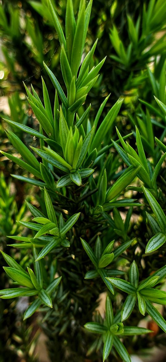 green, plant, juniper, nature