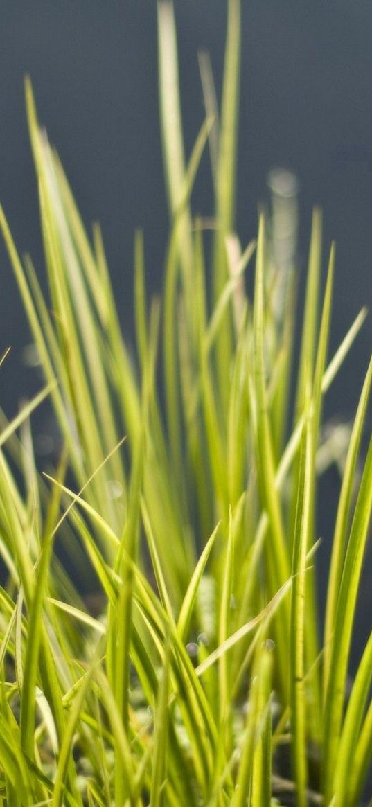 grass, green, vegetation, bunch