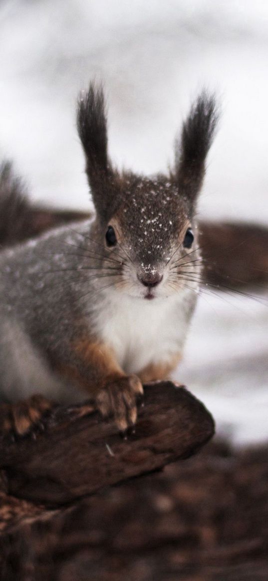 squirrel, tree, winter, snow, fear