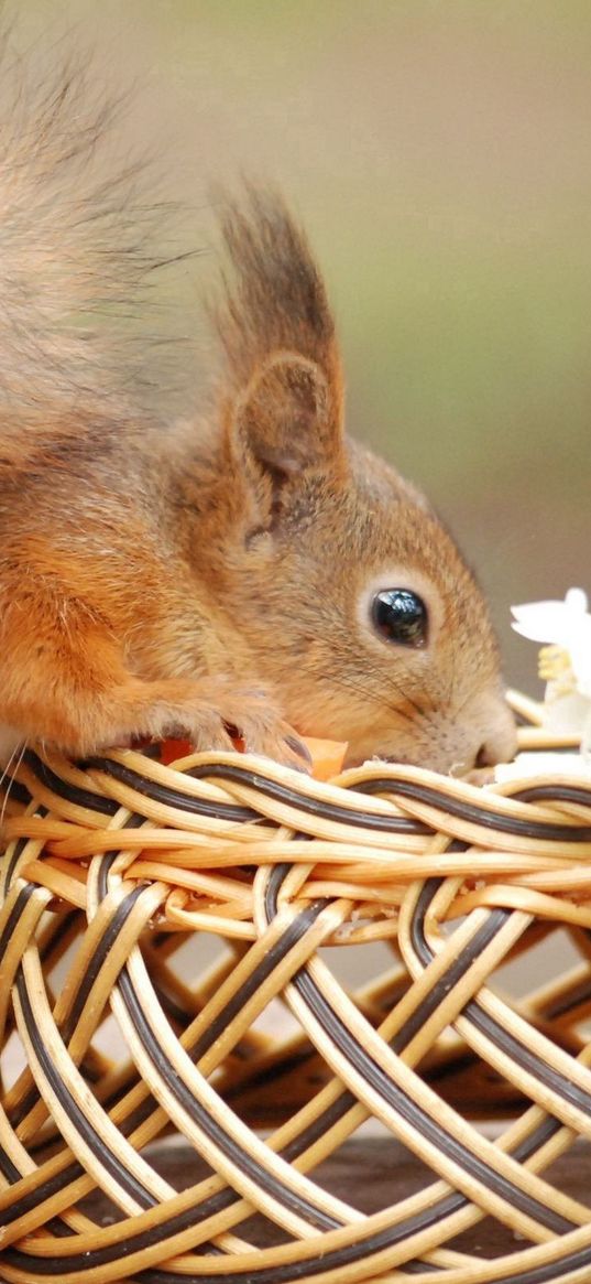 squirrel, shopping, curiosity, tail, flowers