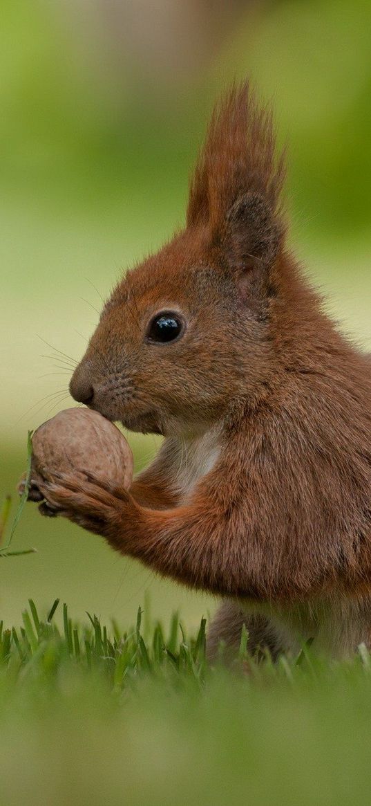 squirrel, nuts, food, grass