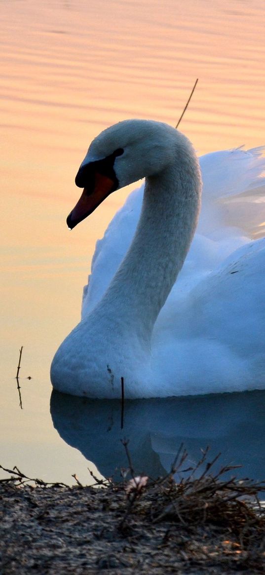 swan, lake, sunset, bird