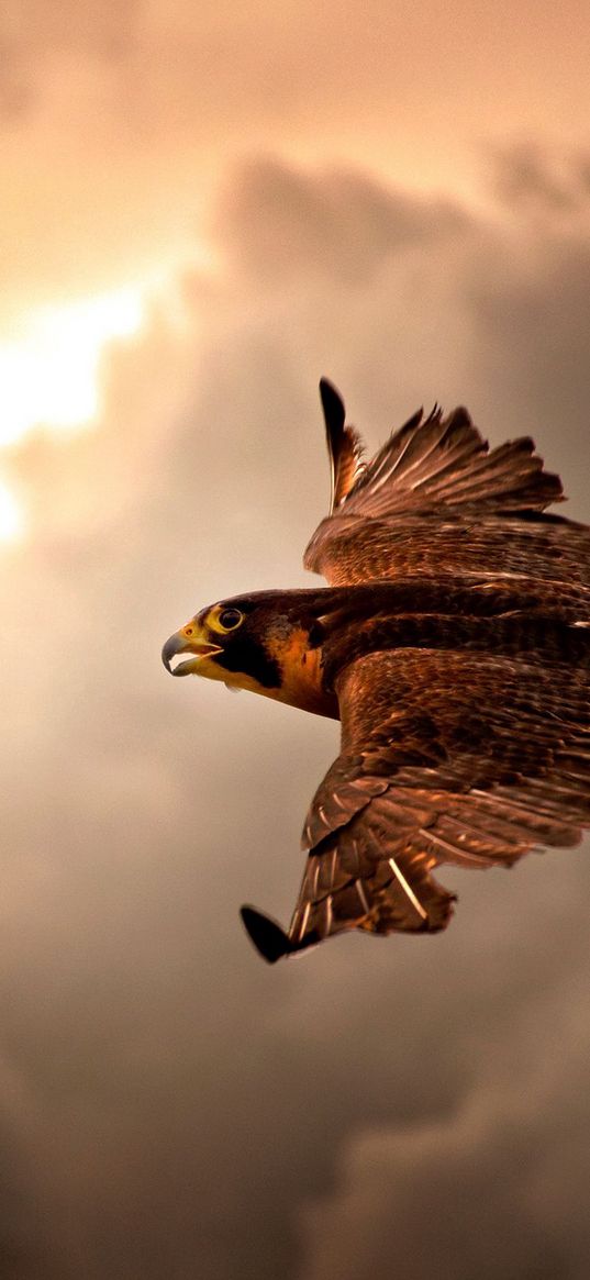 bird, hawk, sky, clouds, cloudy