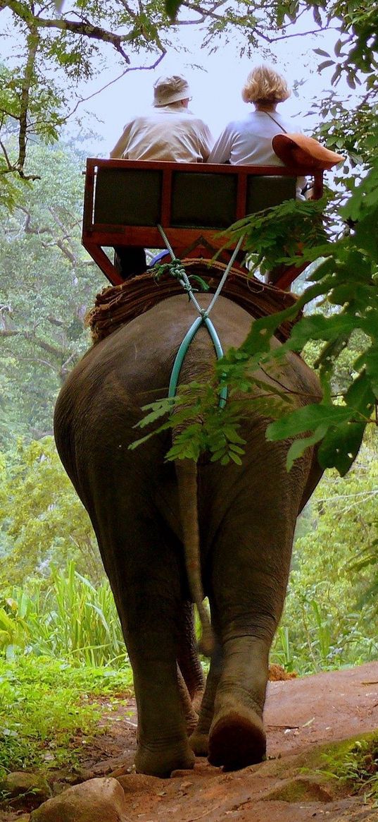 elephant, driver, jungle, trees