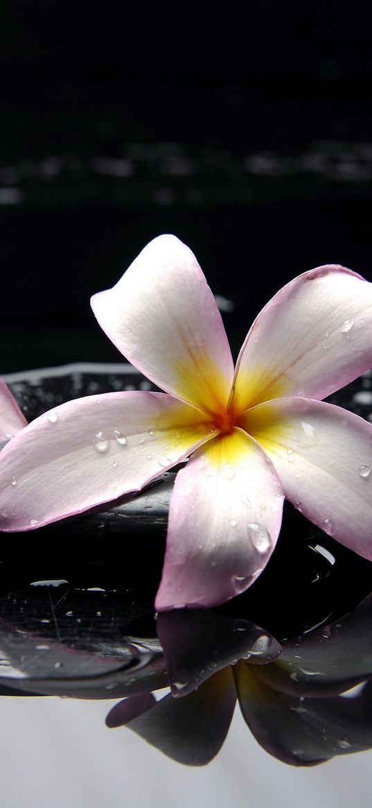 frangipani, plumeria, stones, flower, water, black background