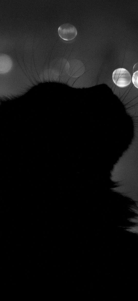 cat, shadow, highlights, features, black white