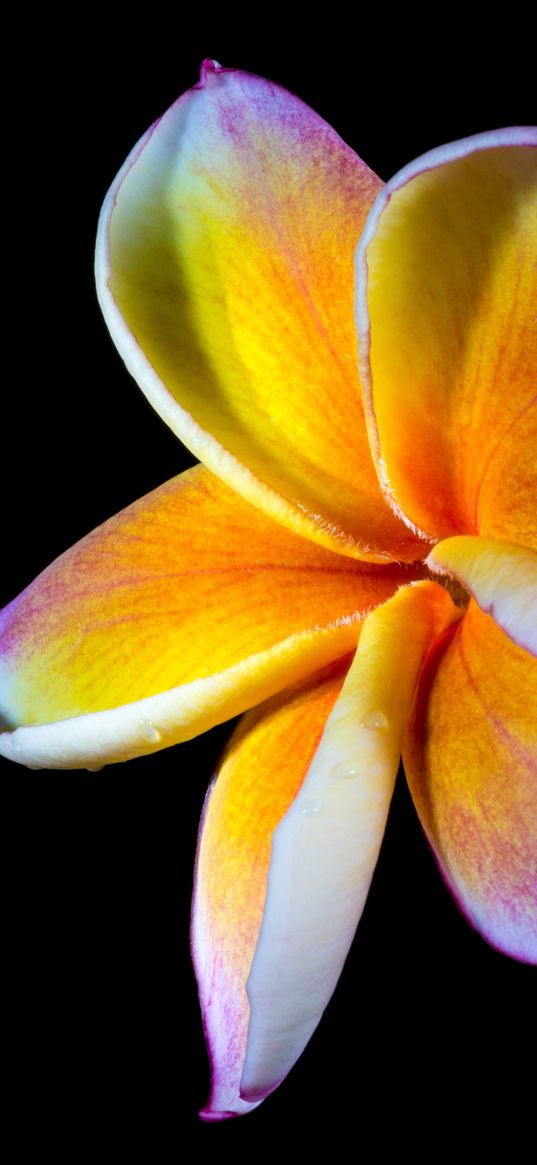 plumeria, flower, macro, black background, frangipani