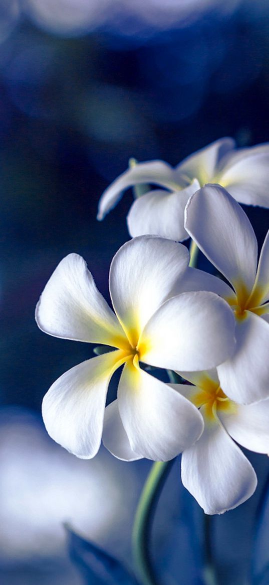 white plumeria, petals, flower, frangipani