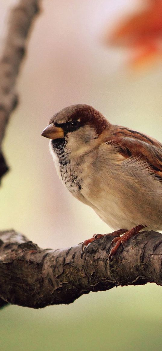 sparrow, leaves, tree, branch, bird