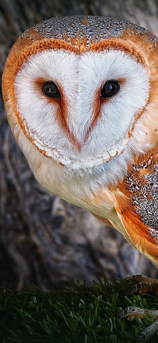 owl, beautiful, color, face, tree, bird, predator