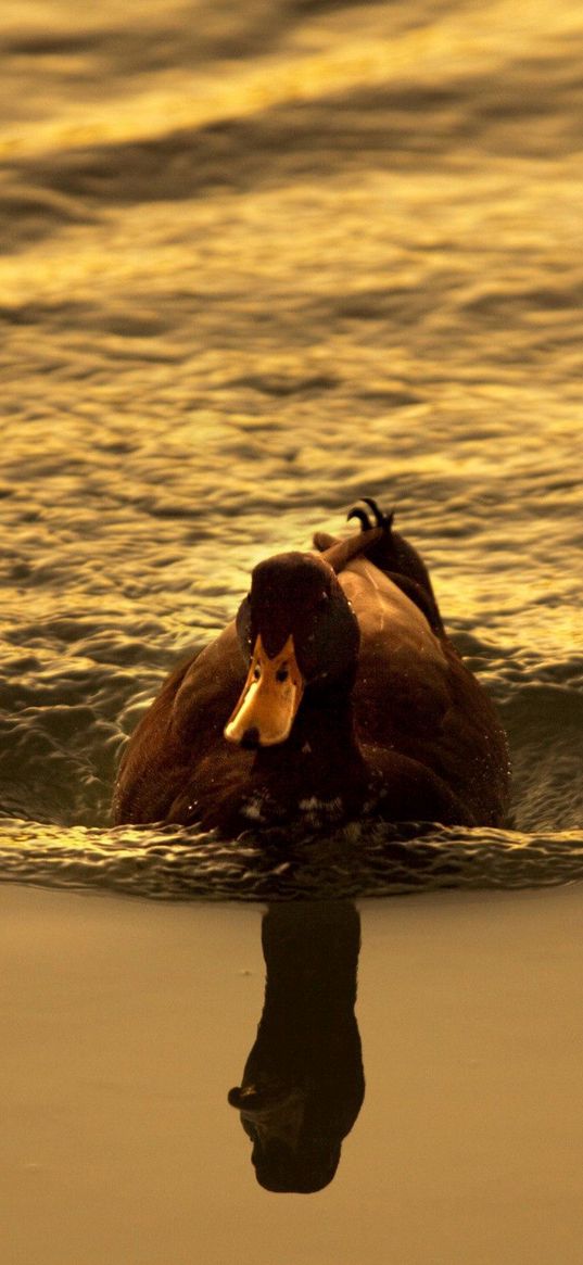 duck, lake, swimming, sunset, bird