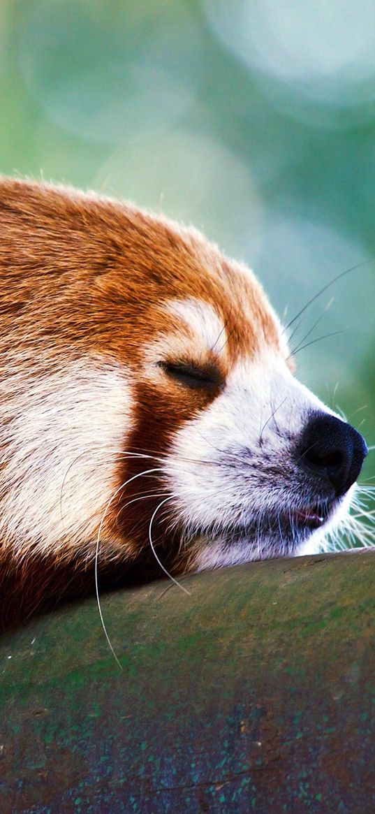 red panda, sleep, face