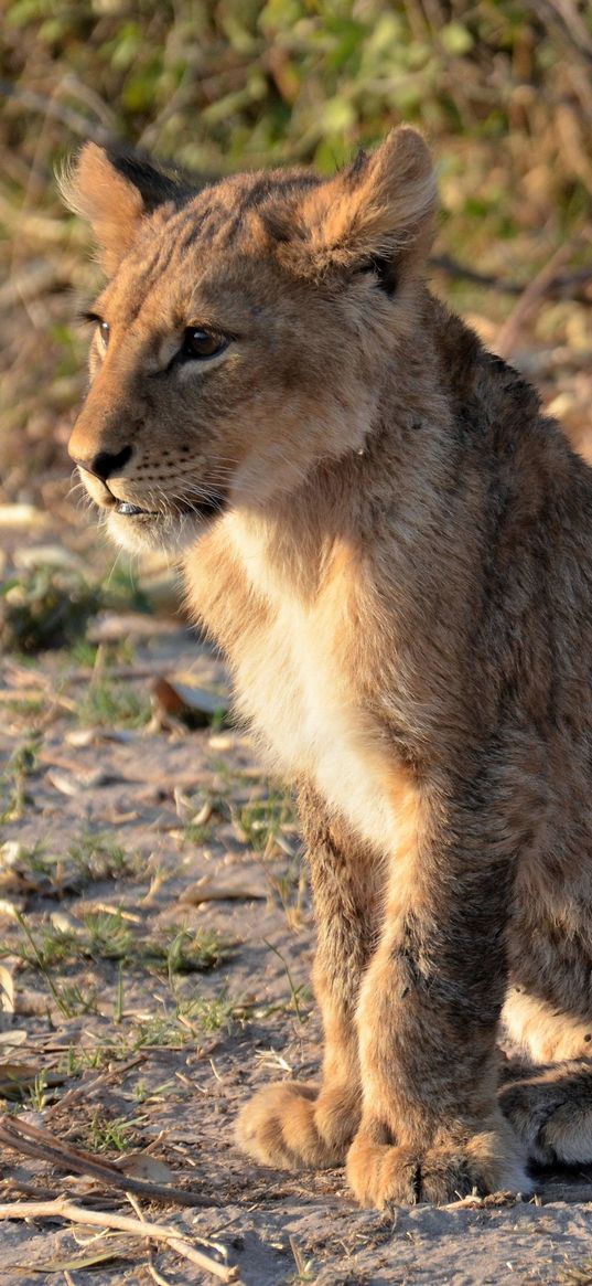 lion cub, predator, paws, cute, animal