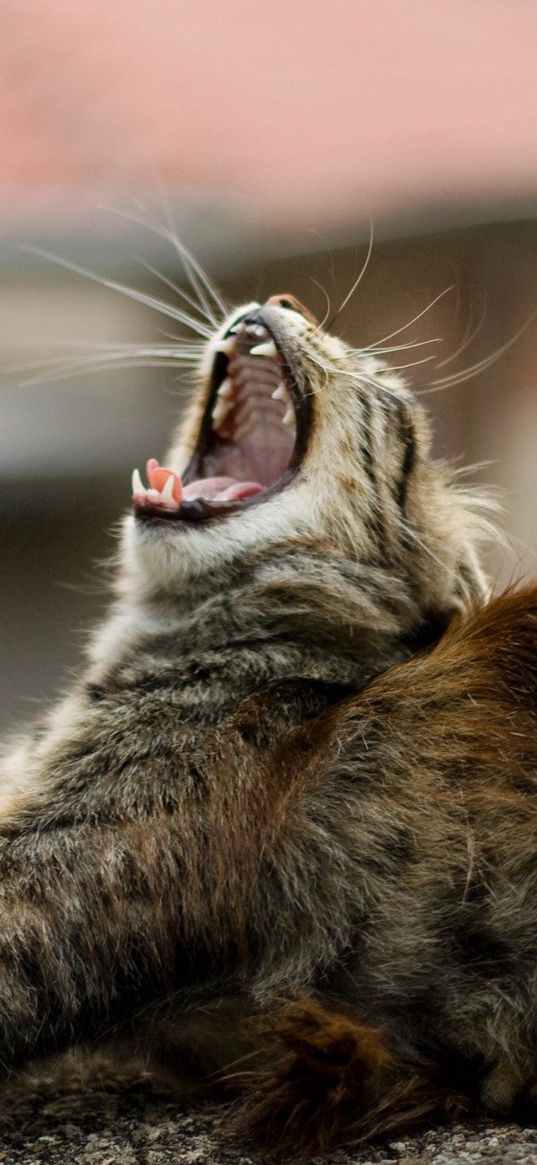 cat, yawn, lie, fluffy