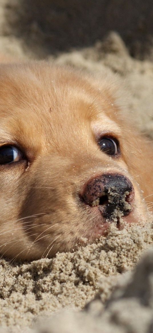 dog, labrador, puppy, sand, face