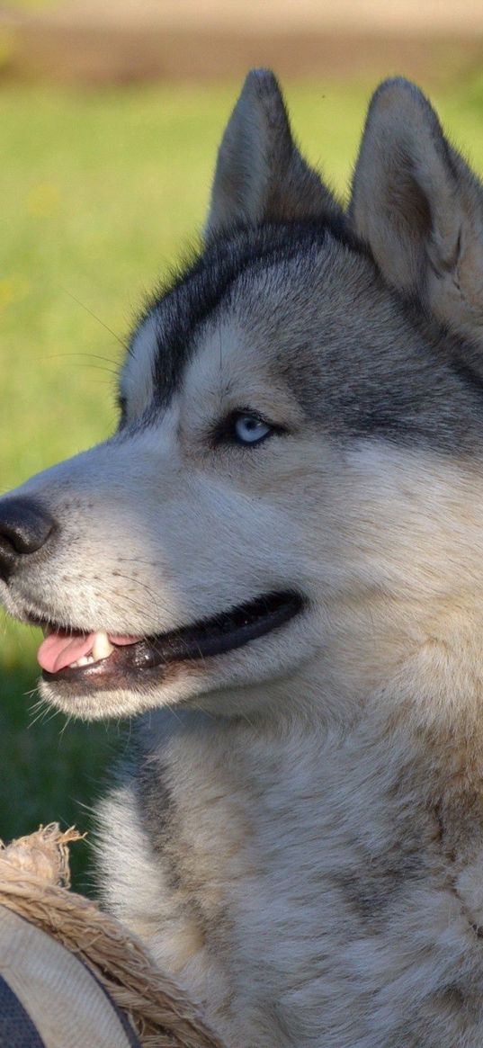 dog, husky, ball, grass, lie down, profile