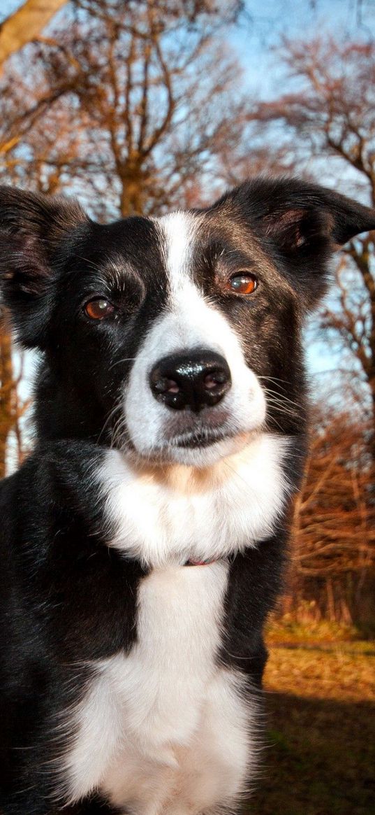 dog, light, wood, face, squint