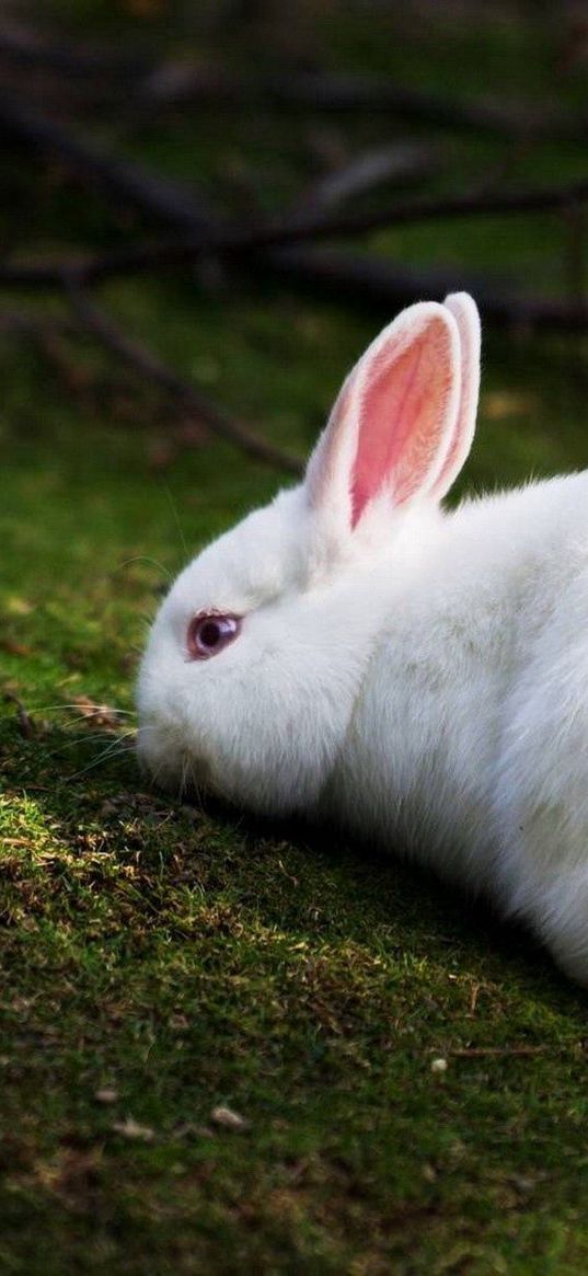 rabbit, grass, climb