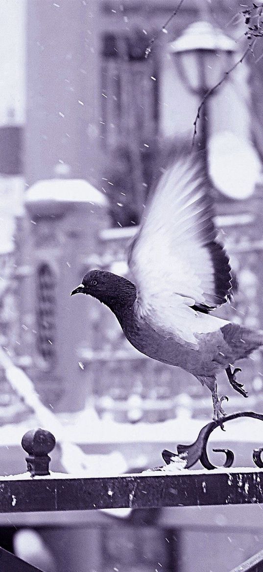 bird, fence, flying, wings, snow