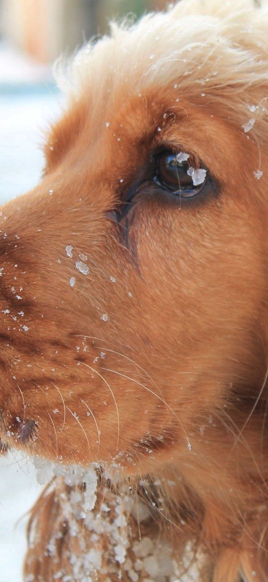 dog, muzzle, leash, snow