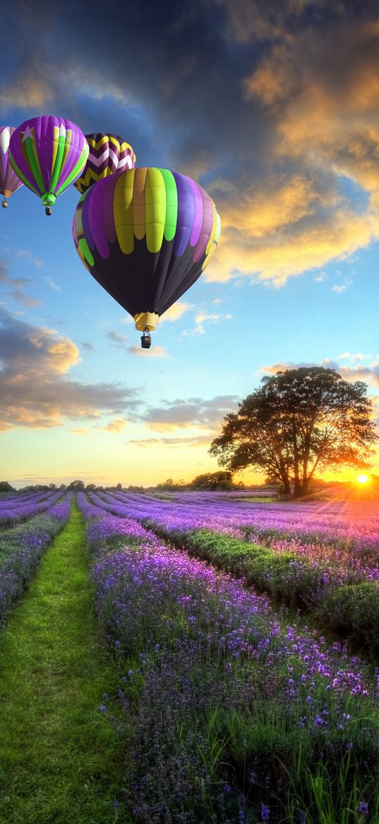 balloons, lavender field, sky, sun