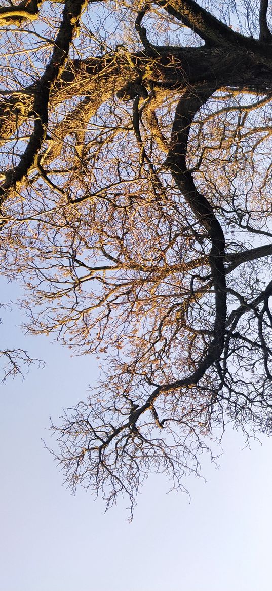 gothenburg, sweden, spring, nature, beautiful, lake, birds, tree