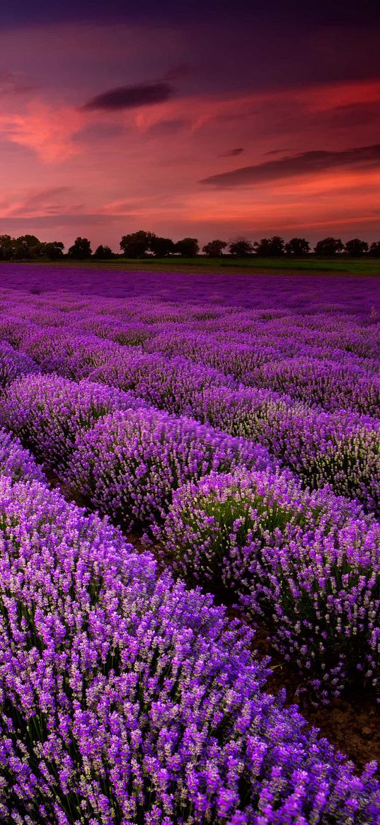 field, lavender, pink sky, flowers, nature