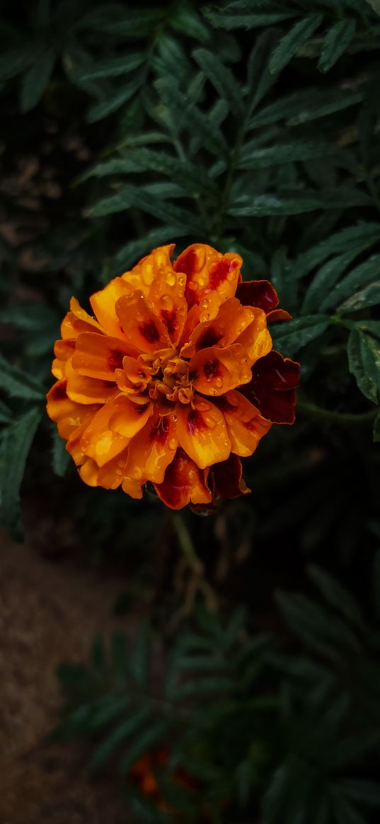 flowers, rain, clouds, marigold