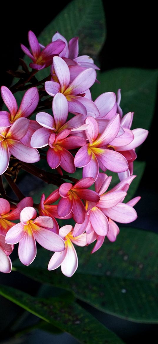 flowers, plumeria, pink