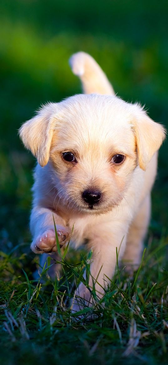 dog, labrador, puppy, grass